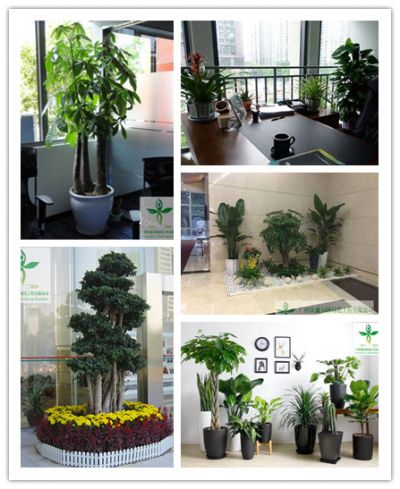 植物租摆